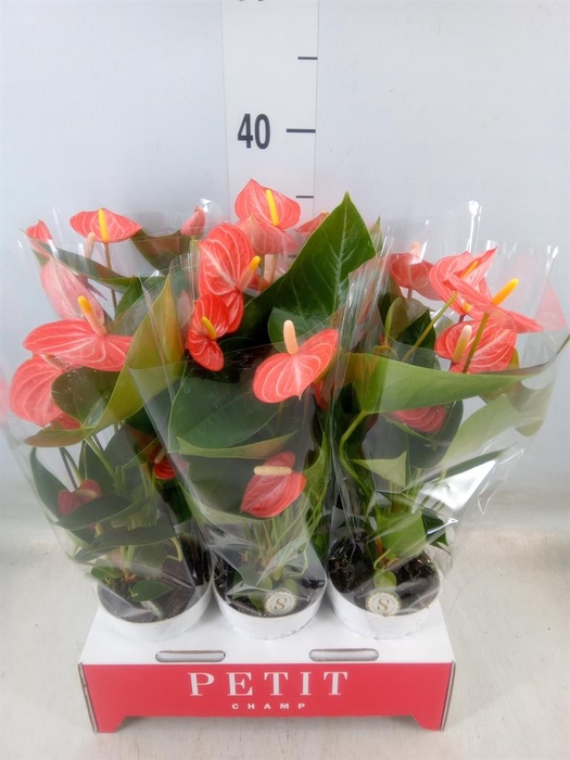 <h4>Anthurium andr. 'Livium Orange'</h4>