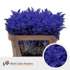 Solidago DYED Blue Dark