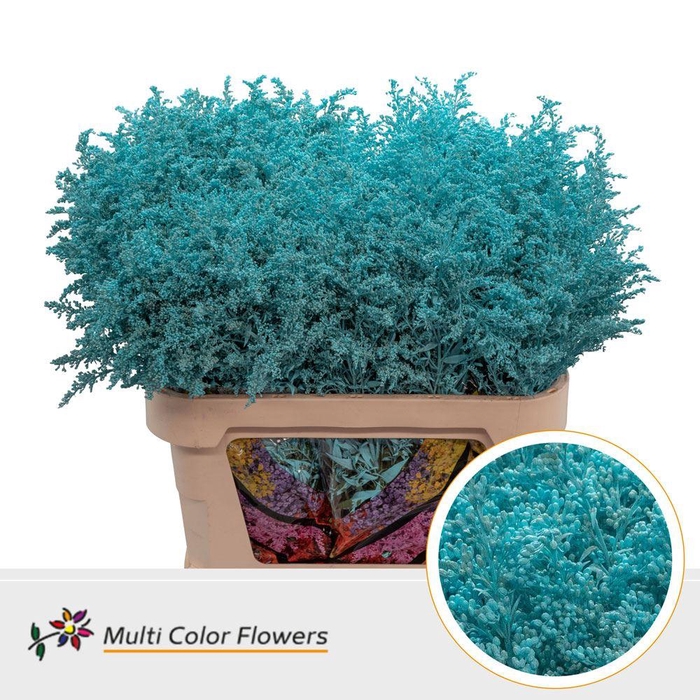 <h4>Solidago   ...colored  H%</h4>
