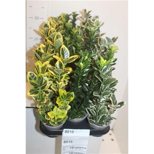 Euonymus Jap Gem