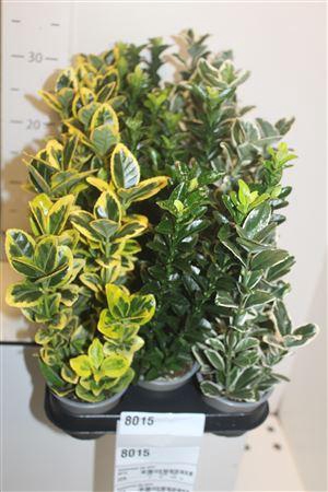 <h4>Euonymus Jap Gem</h4>