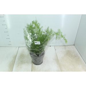 ASPARGO ALFINETE P17