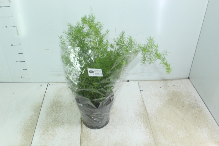 <h4>ASPARGO ALFINETE P17</h4>