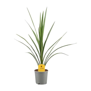 Cordyline Australis Verde - 13cm