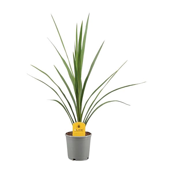 <h4>Cordyline Australis Verde - 13cm</h4>