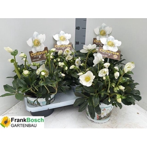 HELLEB HGC WINTERGOLD P17 30+