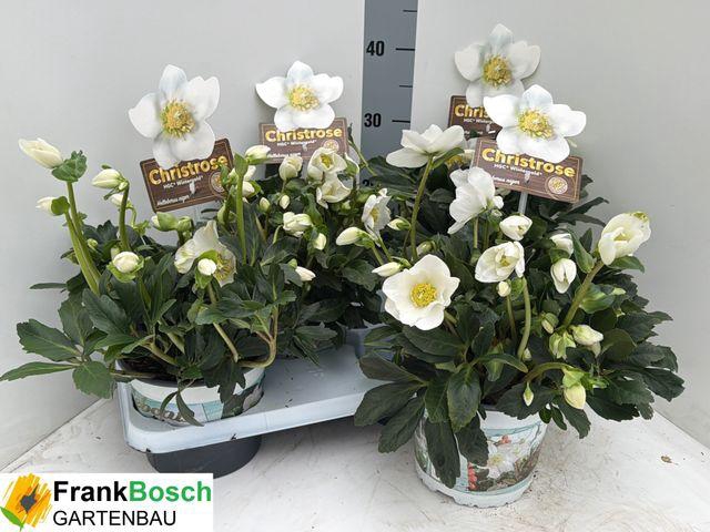 <h4>HELLEB HGC WINTERGOLD P17 30+</h4>