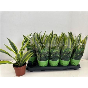 Dracaena Fragrans (deremensis Grp)