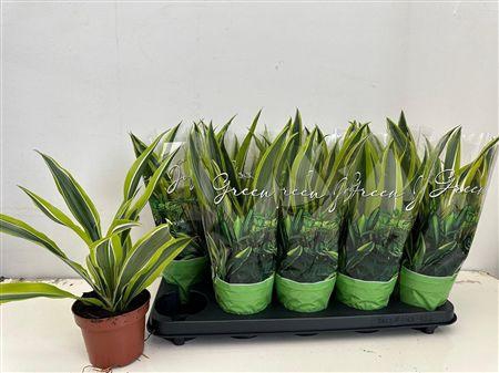 <h4>Dracaena Fragrans (deremensis Grp)</h4>