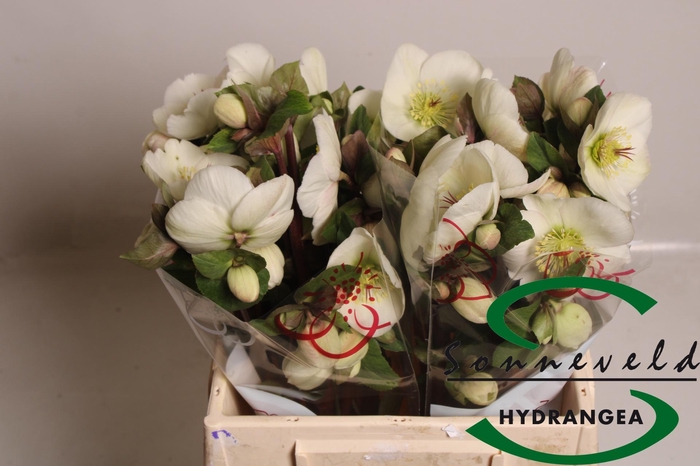 <h4>HELL AAR NORA WHITE</h4>