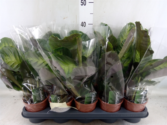 <h4>Calathea   ...</h4>