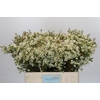 Chamelaucium Ivory Pearl