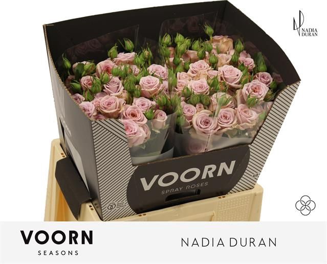 <h4>R TR NADIA DURAN</h4>