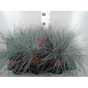 Festuca glauca 'Intens Blue'