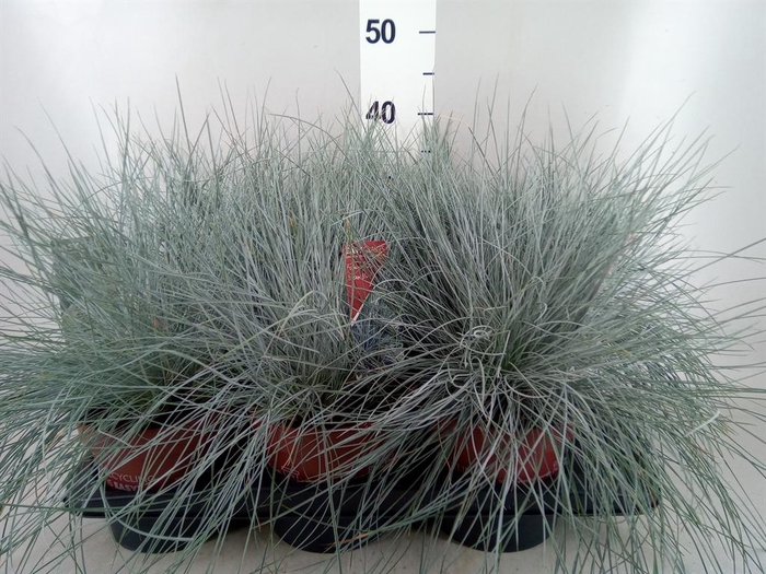 <h4>Festuca glauca 'Intens Blue'</h4>