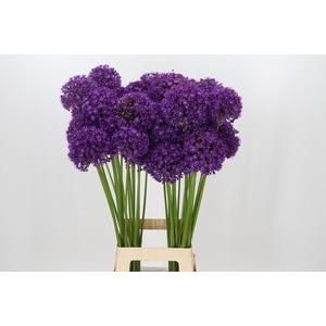 Allium Dark Knight