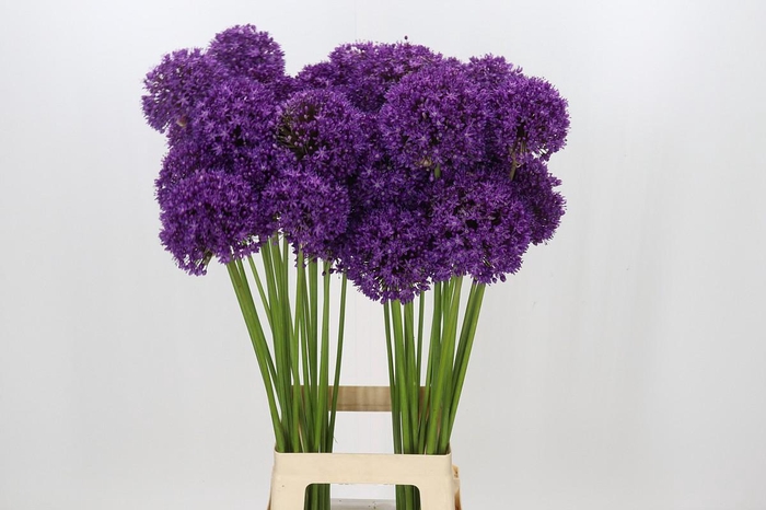 <h4>Allium Dark Knight</h4>
