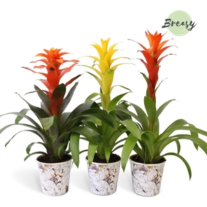 Guzmania Modern - 13cm Potcover Tivoli | Mimesis