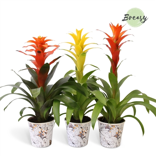 <h4>Guzmania Modern - 13cm Potcover Tivoli | Mimesis</h4>