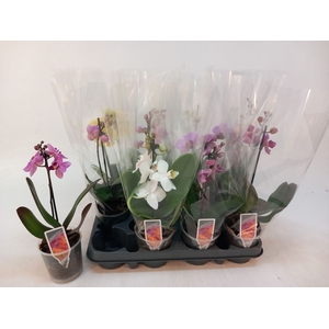 PHAL MF GEM 4 KL