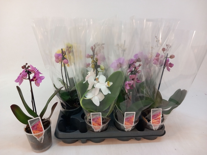 <h4>PHAL MF GEM 4 KL</h4>