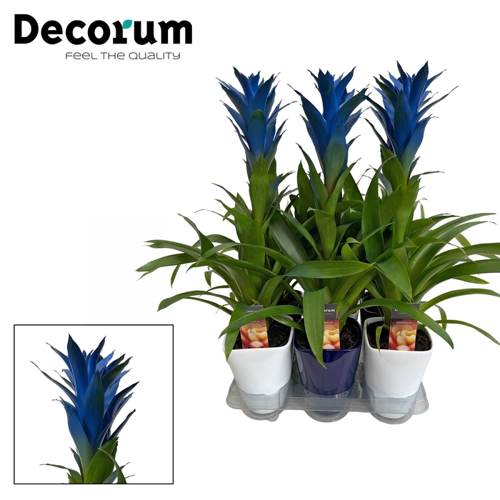 <h4>Guzmania Ocean Blue Luxe Keramiek BLUE & WHITE (Decorum)</h4>