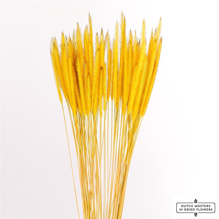 <h4>Dried Soft Silk Worms Yellow Bunch</h4>
