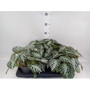 Begonia BD 'Silver Jewell'