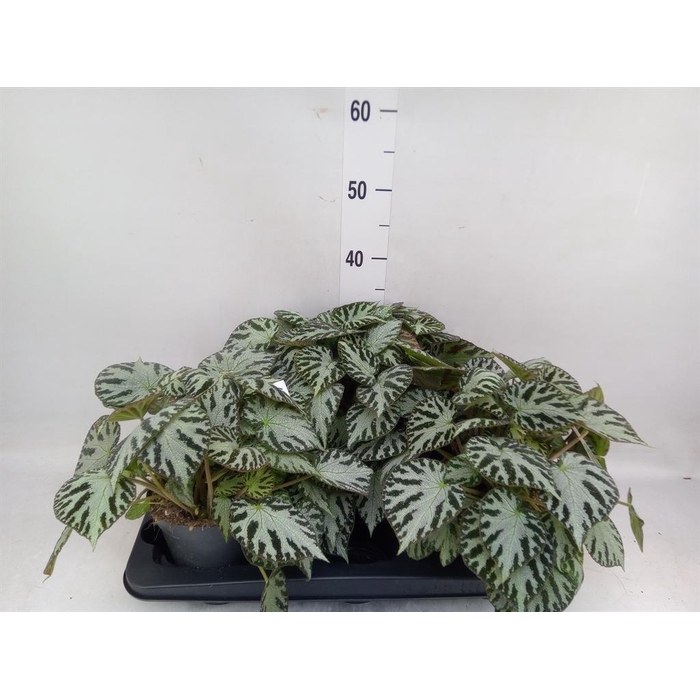<h4>Begonia BD 'Silver Jewell'</h4>