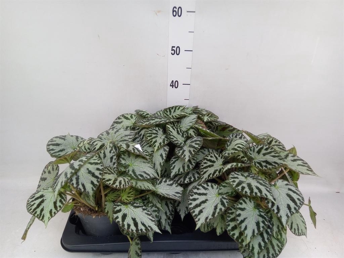 Begonia BD 'Silver Jewell'