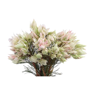 Serruria Blushing Brides White 1-3 Flwrs