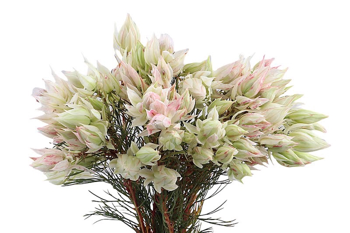 Serruria Blushing Brides White 1-3 Flwrs