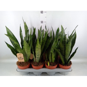 Sansevieria zeylanica