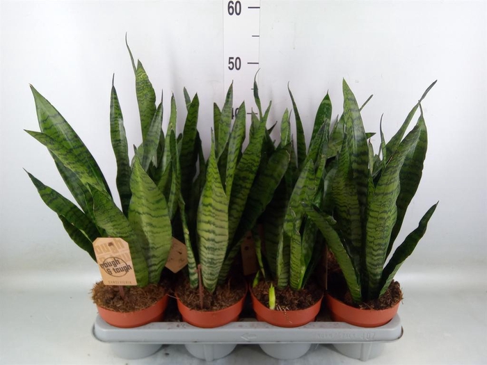 <h4>Sansevieria zeylanica</h4>