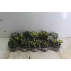 SUCULENTAS P11