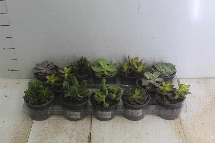 <h4>SUCULENTAS P11</h4>