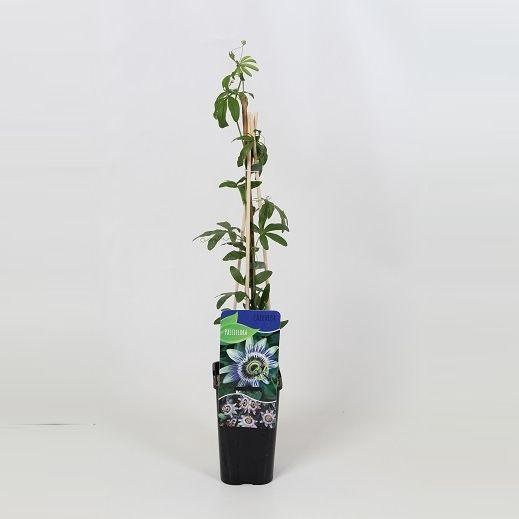 <h4>Passiflora caerulea</h4>