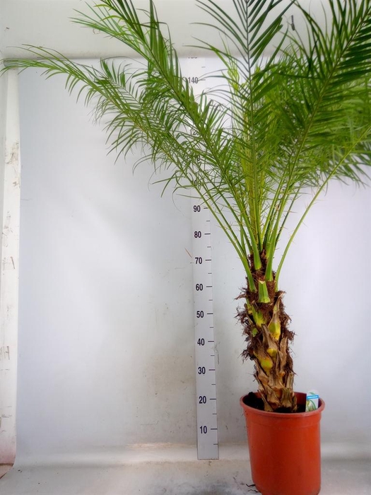 <h4>Phoenix roebelenii</h4>