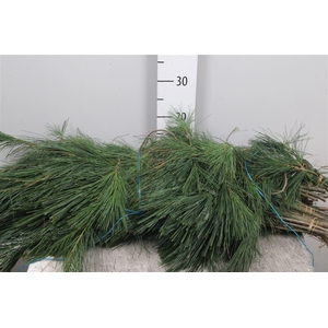 Pinus Strobus Bs