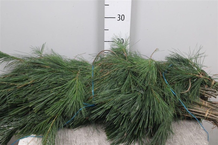 <h4>Pinus Strobus Bs</h4>