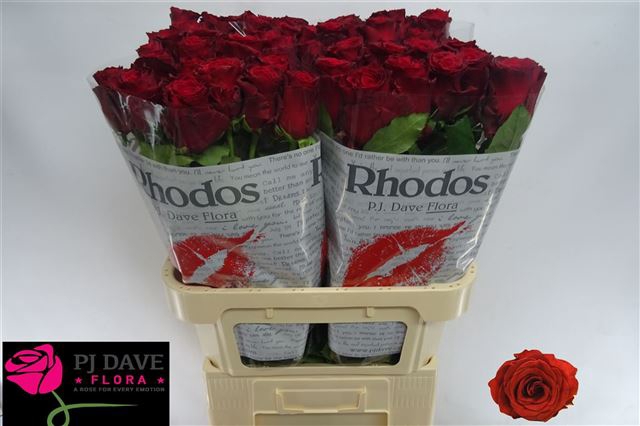 <h4>Rosa la rhodos</h4>