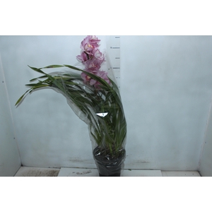 CYMBIDIUM P18 MIN 1 HT