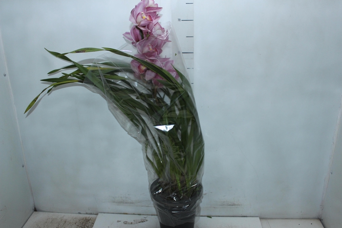 <h4>CYMBIDIUM P18 MIN 1 HT</h4>