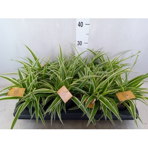 Chlorophytum com. 'Ocean'