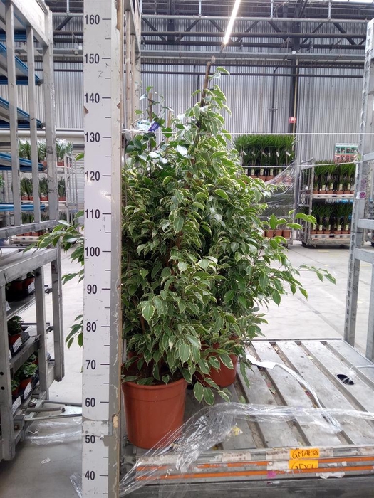 <h4>Ficus benja. 'Golden King'</h4>