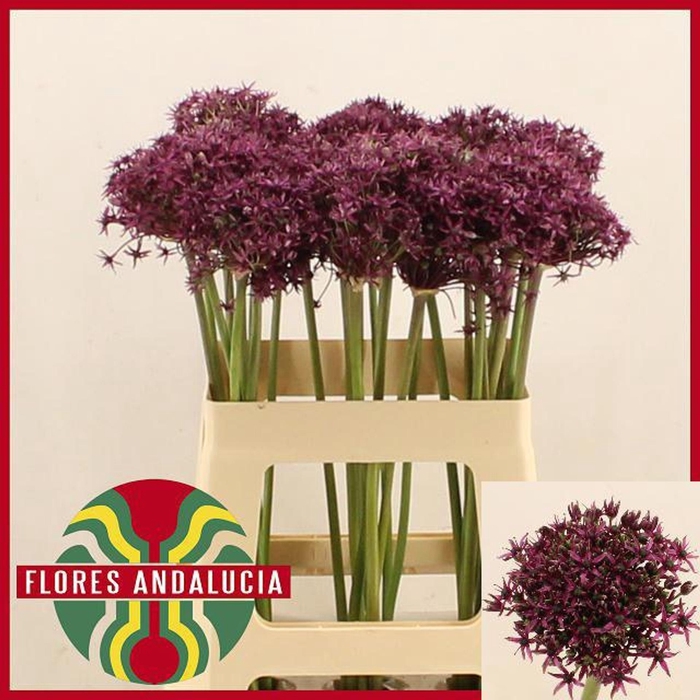 <h4>ALLIUM MIAMI ALLIUM  MIAMI</h4>