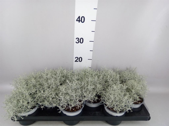 <h4>Leucophyta brownii</h4>