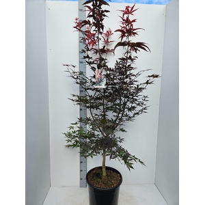 Acer palmatum Red Emperor