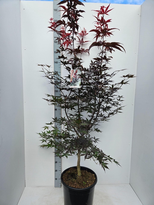 <h4>Acer palmatum Red Emperor</h4>