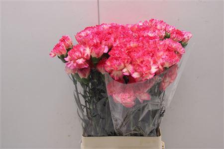 <h4>Di St Spritz</h4>